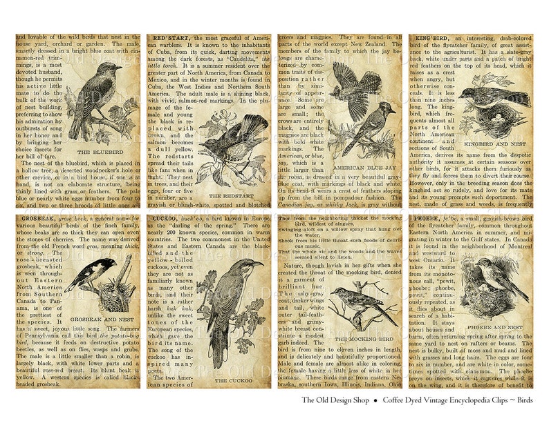 May include: Vintage illustrations of various birds, including the Bluebird, Redstart, Kingbird, Mockingbird, Cuckoo, Grosbeak, Phoebe, and a few others. The illustrations are in black and white and feature detailed drawings of the birds' plumage and markings. The text describes the birds' characteristics, habitats, and behaviors. The illustrations are from an old encyclopedia or book about birds.