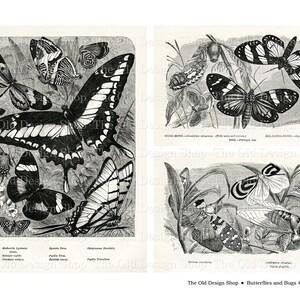 May include: A vintage black and white illustration of butterflies and bugs. The image features a variety of insects, including a swallowtail butterfly, a monarch butterfly, and a cicada. The image is labeled "Butterflies and Bugs 4" and "The Old Design Shop".