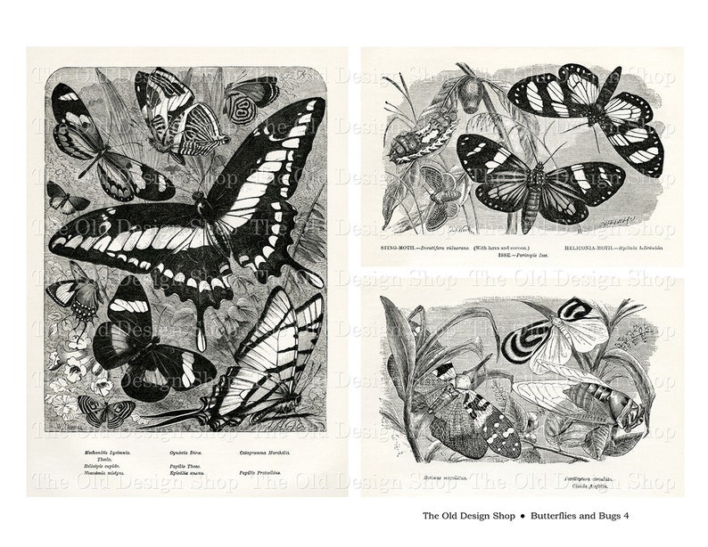 May include: A vintage black and white illustration of butterflies and bugs. The image features a variety of insects, including a swallowtail butterfly, a monarch butterfly, and a cicada. The image is labeled "Butterflies and Bugs 4" and "The Old Design Shop".