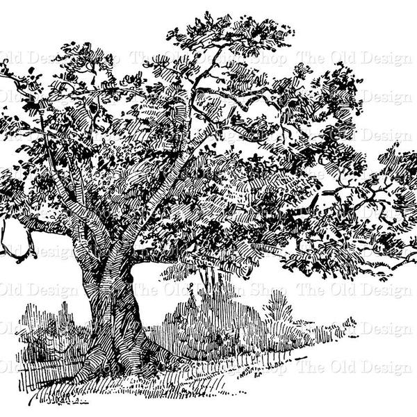 Charter Oak Tree Botanical Illustration Commercial Use Clip Art Digital Stamp Transfer Image