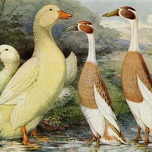 Puede incluir: Una pintura de tres patos. El pato de la izquierda es blanco con un pico amarillo. El pato del centro es marrón y blanco con un pico rojo. El pato de la derecha es marrón y blanco con un cuello largo y un pico marrón.