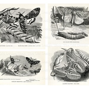 Butterfly Clipart Printable Vintage Graphics for Junk Journal Supply Cardmaking Supply Full Commercial Use High Resolution JPG Format image 7