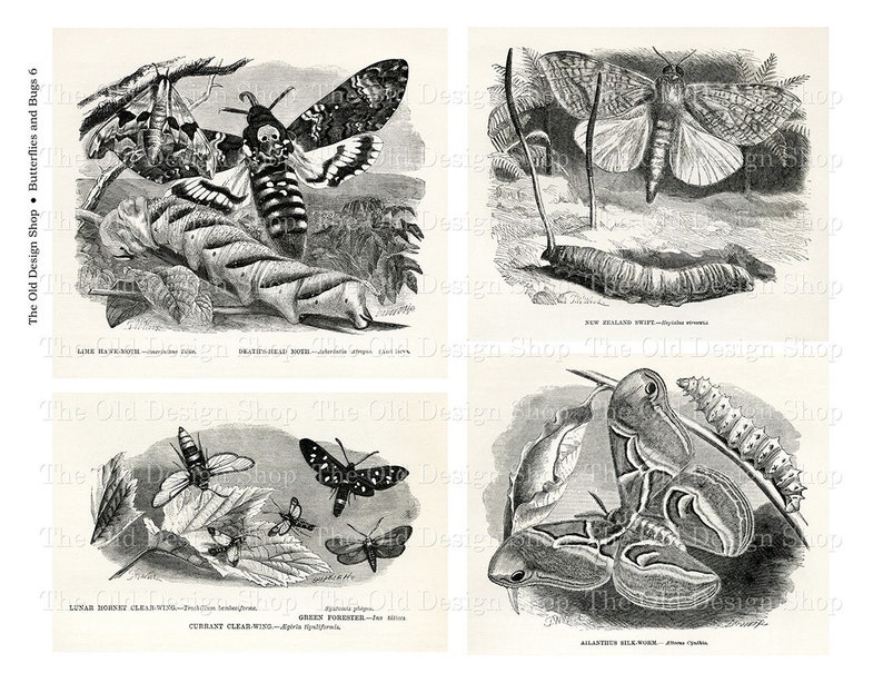 Butterfly Clipart Printable Vintage Graphics for Junk Journal Supply Cardmaking Supply Full Commercial Use High Resolution JPG Format image 7