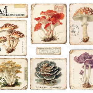 May include: A collection of vintage-style ephemera cards featuring illustrations of various mushrooms. The cards showcase detailed drawings of red, brown, and purple fungi, with botanical garden and mushroom-related text. The cards have a distressed, aged appearance.