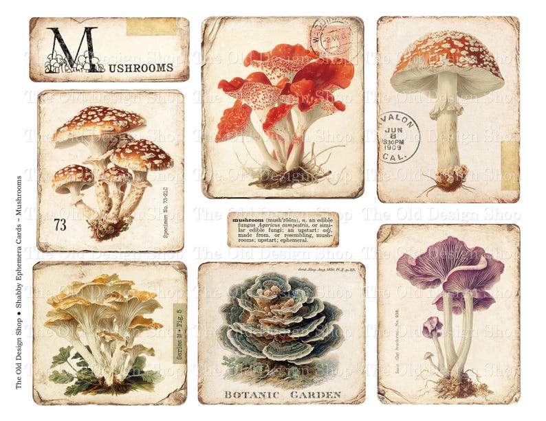 May include: A collection of vintage-style ephemera cards featuring illustrations of various mushrooms. The cards showcase detailed drawings of red, brown, and purple fungi, with botanical garden and mushroom-related text. The cards have a distressed, aged appearance.