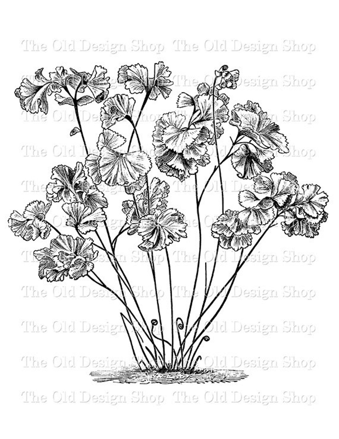 Maidenhair Fern Clip Art Botanical Illustration Commercial Use - Etsy