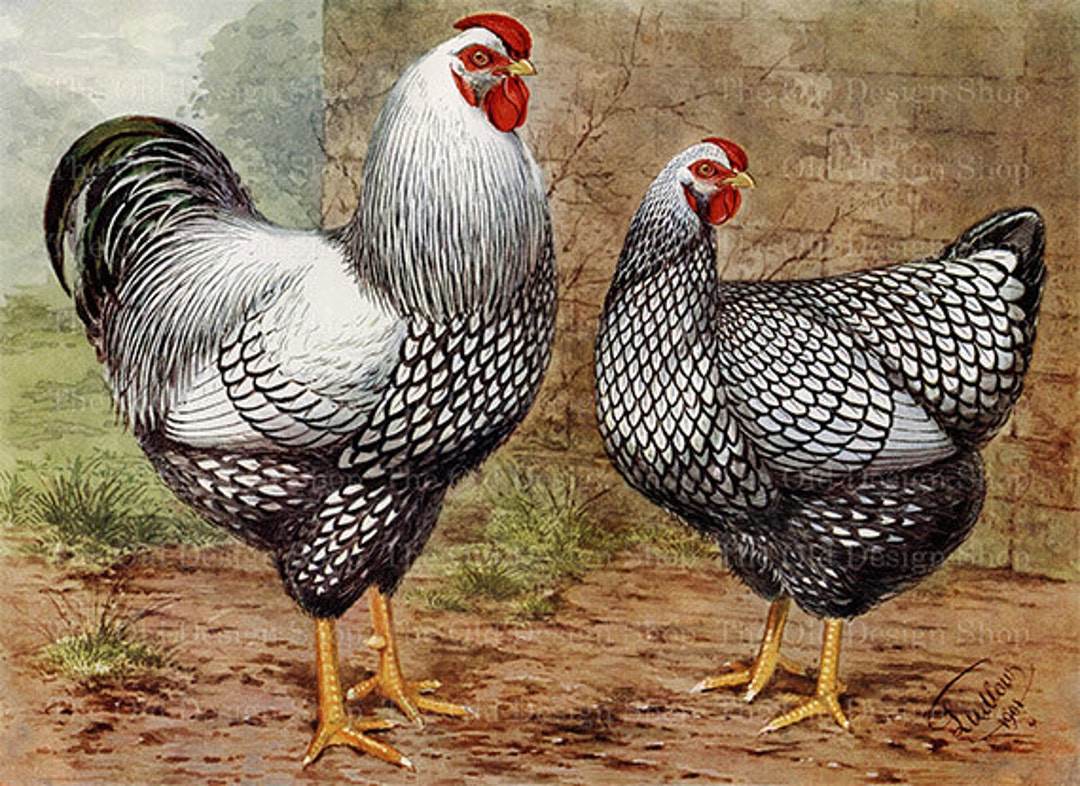 Vintage Rooster and Hen Silver Laced Wyandottes Black White - Etsy