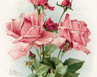 Pink Roses by Catherine Klein Vintage Flowers for Junk Journals Cardmaking Supply Vintage Flower Graphics Commercial Use Digital Download
