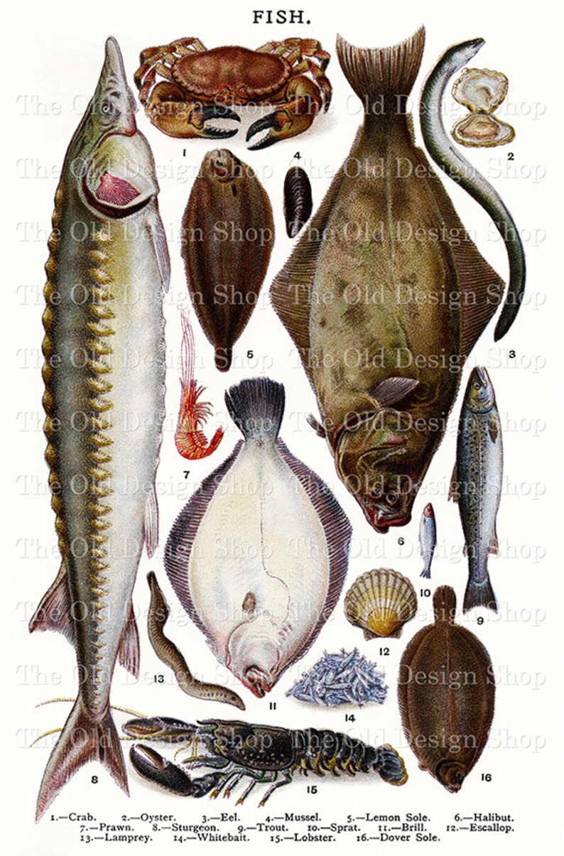 Vintage Fish Graphics Printable Fish for Junk Journal Ephemera Cardmaking Supply Commercial Use Cookbook Clipart Digital Download JPG image 1