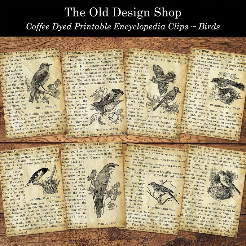 May include: Vintage illustrations of different bird species, including the Bluebird, Redstart, Cuckoo, Grosbeak, Kingbird, American Blue Jay, Mockingbird, and Phoebe. Each illustration is accompanied by a short description of the bird's characteristics and habitat.