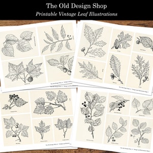 Leaf Leaves Clip Art Printable Botanical Ephemera Leaf Illustrations Digital Download Collage Sheets image 2