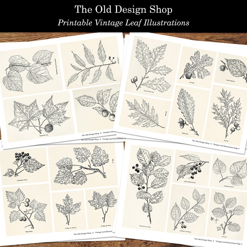 Leaf Leaves Clip Art Printable Botanical Ephemera Leaf Illustrations Digital Download Collage Sheets image 2