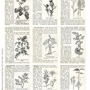 May include: A vintage botanical illustration featuring various plants, including the thistle, wintergreen, myrtle, and caper. The image includes detailed drawings of each plant, showcasing their leaves, flowers, and berries. The text describes the characteristics and uses of each plant.