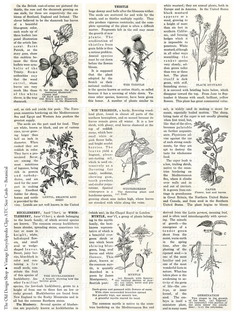 May include: A vintage botanical illustration featuring various plants, including the thistle, wintergreen, myrtle, and caper. The image includes detailed drawings of each plant, showcasing their leaves, flowers, and berries. The text describes the characteristics and uses of each plant.