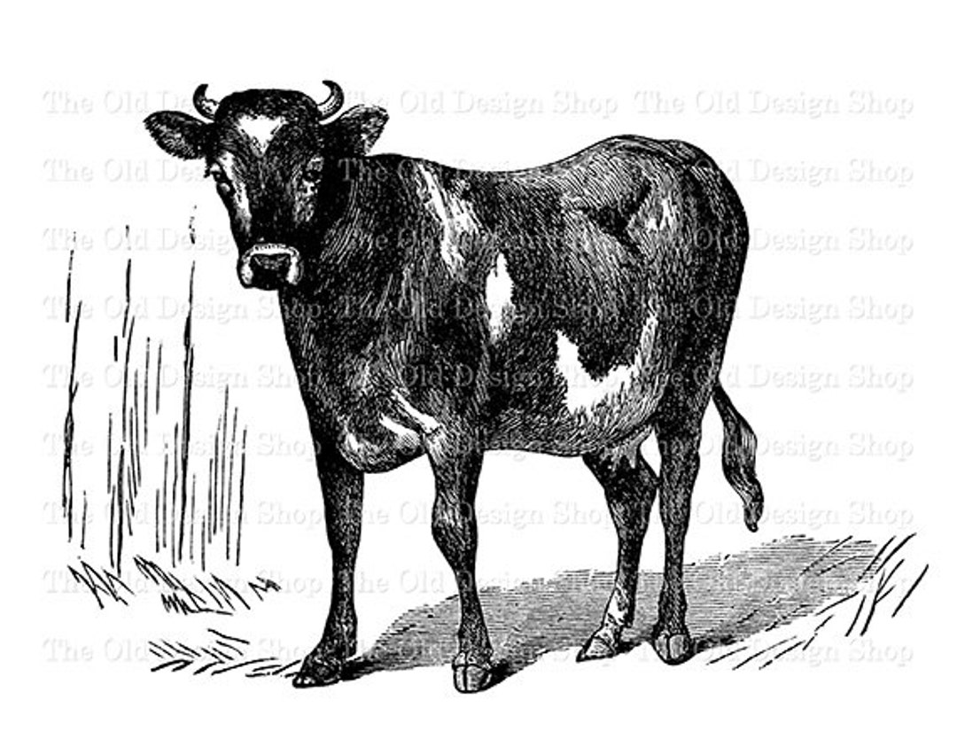 Jersey Cow Clip Art Calf Farm Animal Printable Illustration - Etsy