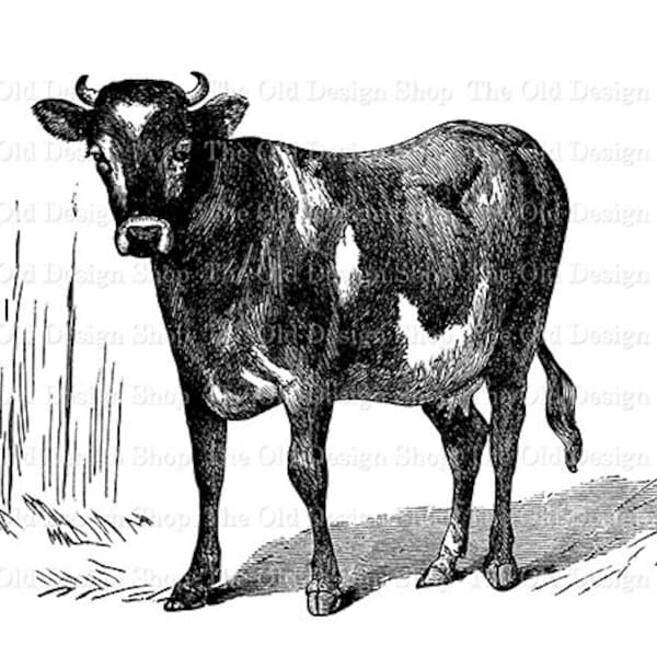 Jersey Cow Wall Art Etsy