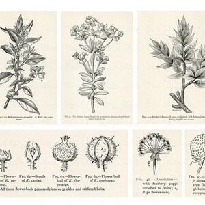 Vintage Botanical Printable Illustrations for Junk Journals Cardmaking ...