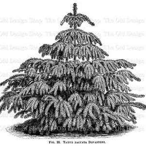 May include: Black and white line drawing of a coniferous tree, possibly a yew tree, with the caption "FIG. 10. TAXUS BACCATA DOVASTONI."