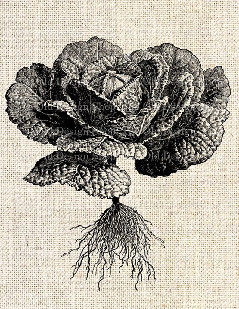 Cabbage Clipart for Cardmaking Junk Journals Ink Saver Vintage Garden ...
