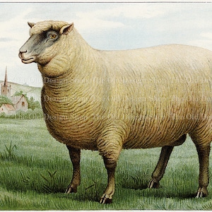Southdown Wether Sheep Clipart Vintage Animal Graphics per Junk Journals Cardmaking Supply Uso commerciale Download digitale Formato JPG