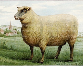 Southdown Wether Sheep Vintage Image Commercial Use Digital Download JPG Illustration