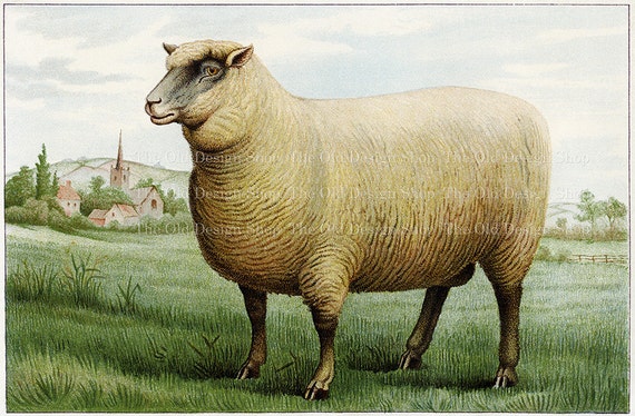 vintage sheep illustration