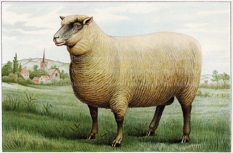 May include: A white sheep with a brown face and legs stands in a grassy field. The sheep has a thick coat of wool and is looking to the left. There are trees and a church in the background.