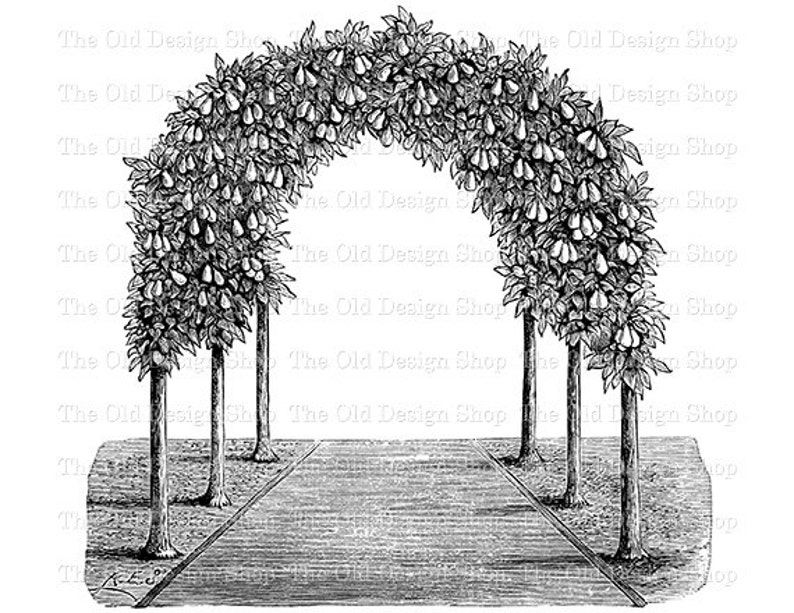 Garden Clipart for Cardmaking Junk Journals Pear Tree Garden Arbor Ink Saver Sublimation Transfer Commercial Use Digital Download PNG File image 1