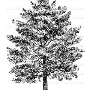 White Pine Tree Clipart Grafica botanica vintage Cardmaking Riviste spazzatura Ink Saver Sublimazione Trasferimento Uso commerciale Download digitale