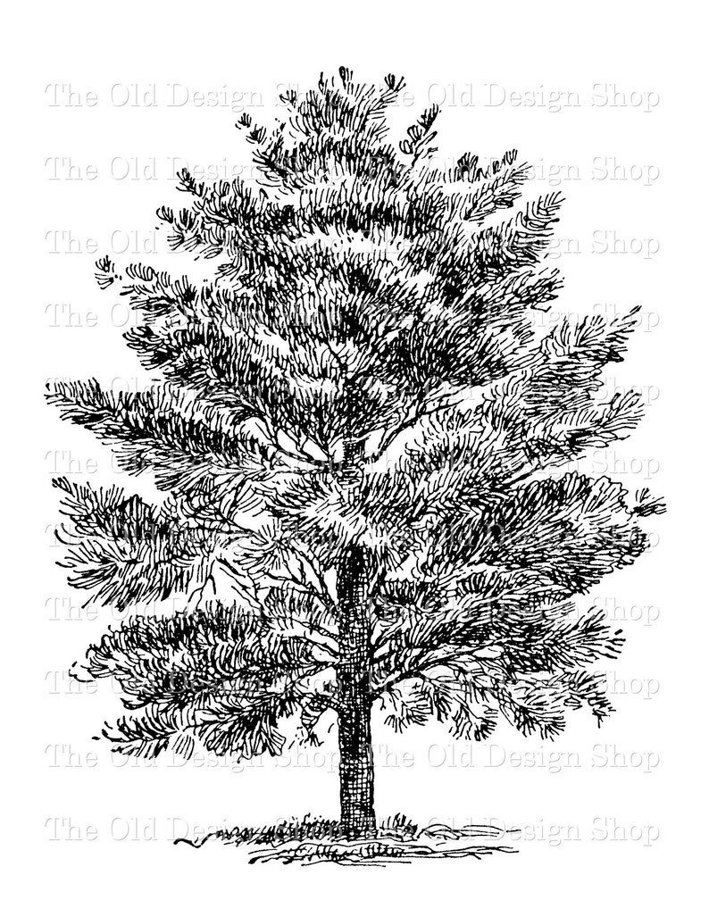 White Pine Tree Botanical Commercial Use Clip Art Illustration | Etsy