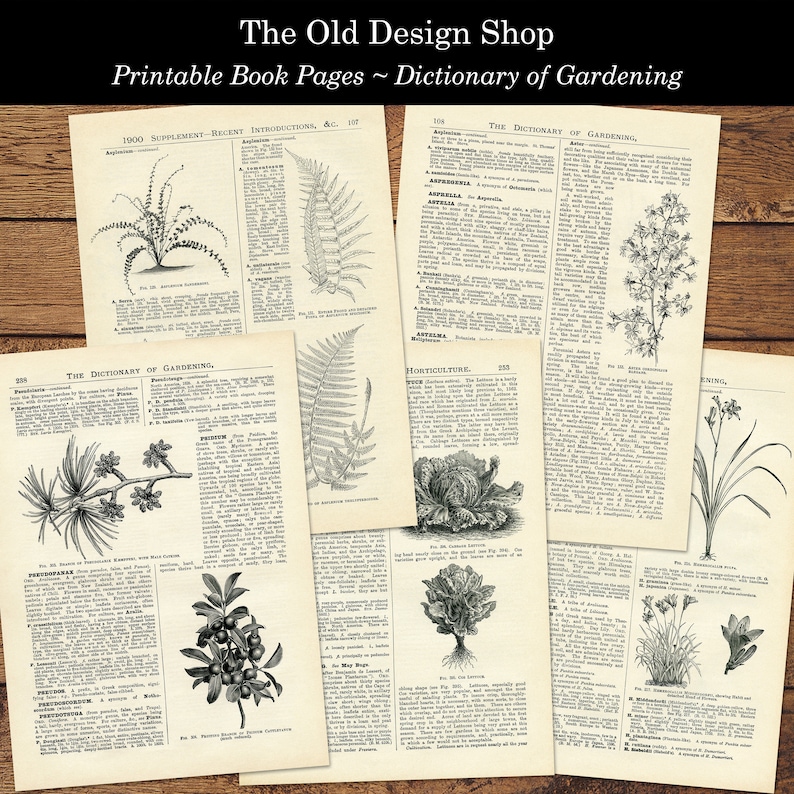 May include: A collection of vintage book pages from a dictionary of gardening. The pages feature black and white illustrations of various plants, including ferns, flowers, and vegetables. The text on the pages includes the names of the plants and descriptions of their characteristics.