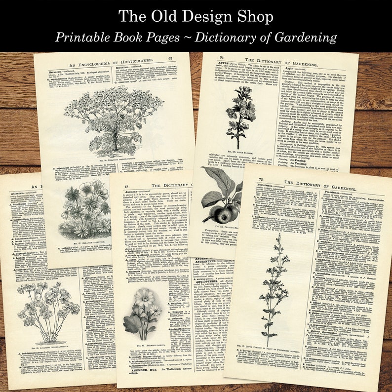May include: Four black and white pages from a vintage book about gardening. The pages feature illustrations of plants and text about gardening. The title of the book is "The Dictionary of Gardening".