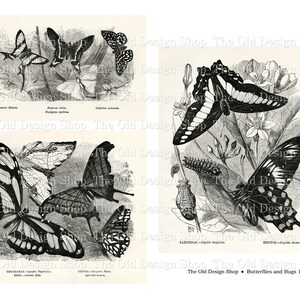May include: A vintage black and white illustration of four different types of butterflies. The butterflies are shown in various poses, with their wings spread out and their antennae extended. The illustration is set against a background of leaves and flowers.
