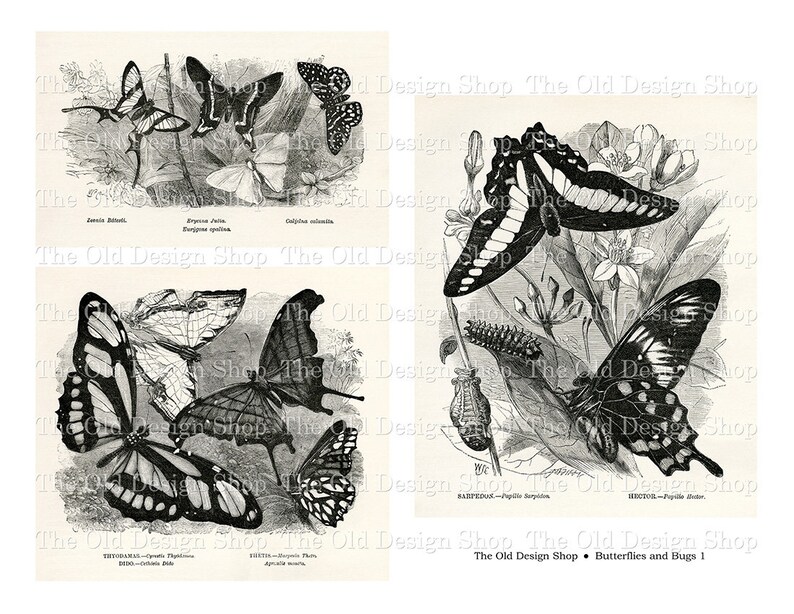 May include: A vintage black and white illustration of four different types of butterflies. The butterflies are shown in various poses, with their wings spread out and their antennae extended. The illustration is set against a background of leaves and flowers.