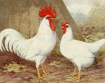 Rooster Hen for Cardmaking Farm Junk Journals White Leghorn Rooster Vintage Farm Graphics Commercial Use Digital Download JPG Format
