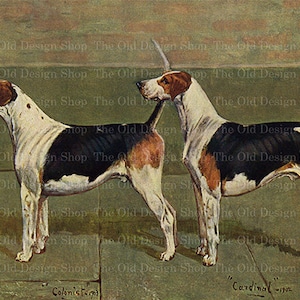 Puede incluir: Una ilustración vintage de dos Bloodhounds, uno llamado "Colonist" y el otro llamado "Cardinal". Los perros están de pie uno al lado del otro, mirando hacia el lado derecho de la imagen. Los perros son negros, blancos y marrones.