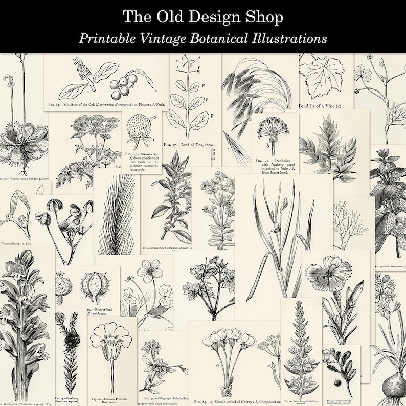 Vintage Botanical Printable Illustrations Commercial Use - Etsy
