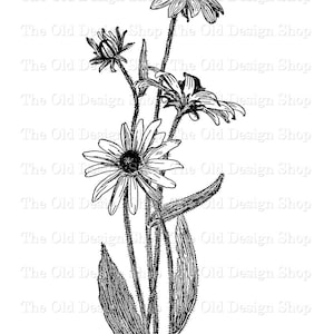 Black Eyed Susan Clipart for Cardmaking Junk Journals Ink Saver Vintage Flower Graphics Sublimation Transfer Commercial Use Digital Download