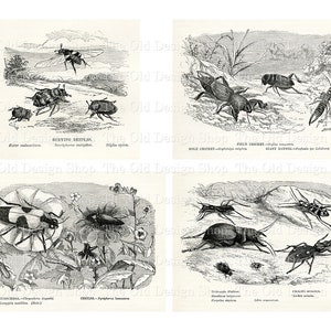 May include: A vintage black and white illustration of various insects, including a mole cricket, field cricket, giant earwig, glowworm, cicada, and ground beetle. The illustration is from a book about butterflies and bugs.