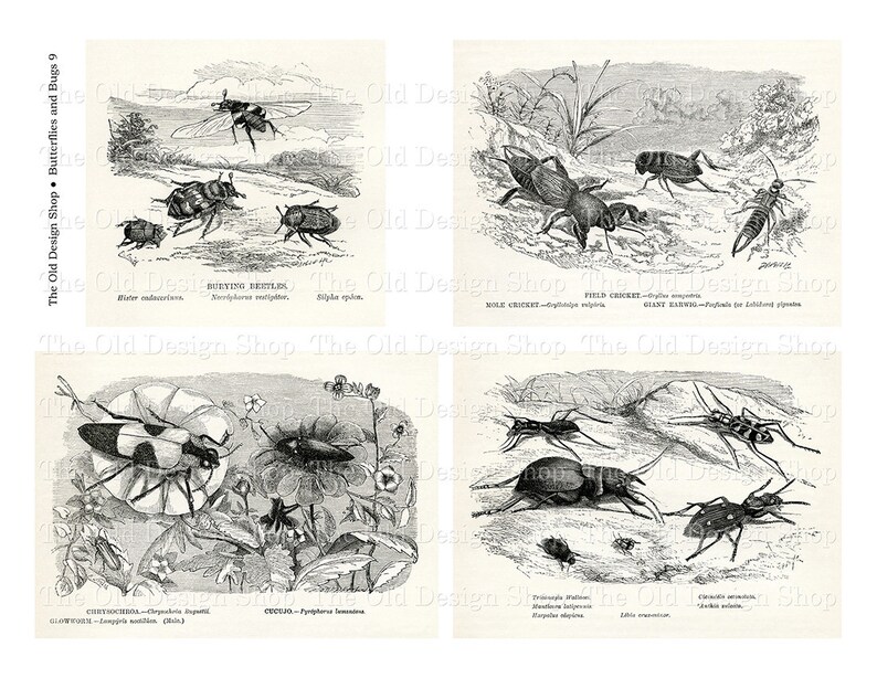 May include: A vintage black and white illustration of various insects, including a mole cricket, field cricket, giant earwig, glowworm, cicada, and ground beetle. The illustration is from a book about butterflies and bugs.