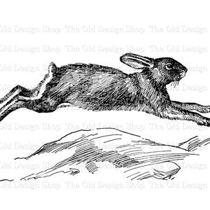 Kaninchen Clip Art Vintage Hase Illustration Kommerzielle Nutzung Digital Download PNG JPG Formate