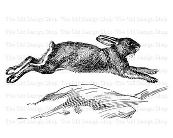 Rabbit Clip Art Vintage Hare Illustration Commercial Use Digital Download PNG JPG Formats