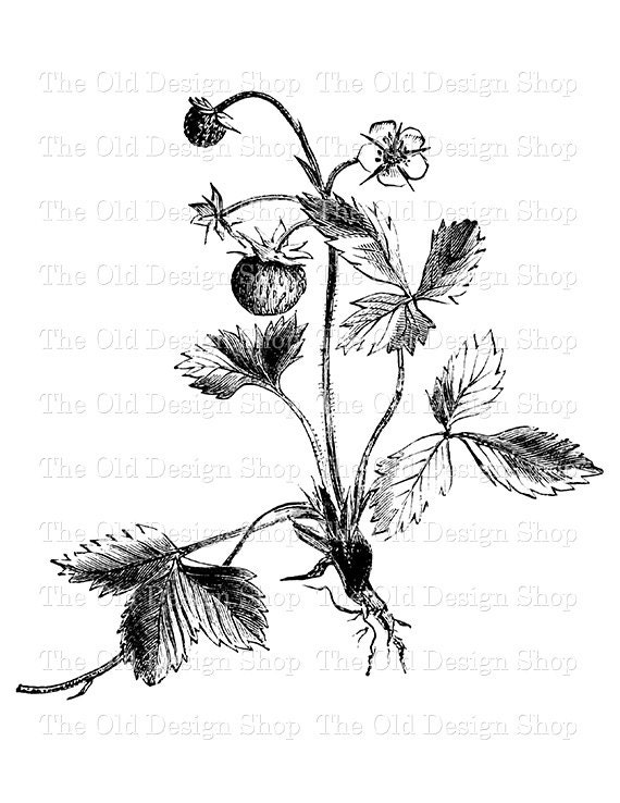 Strawberry plant drawing with leaves, berries... - Stock Illustration  [62100053] - PIXTA