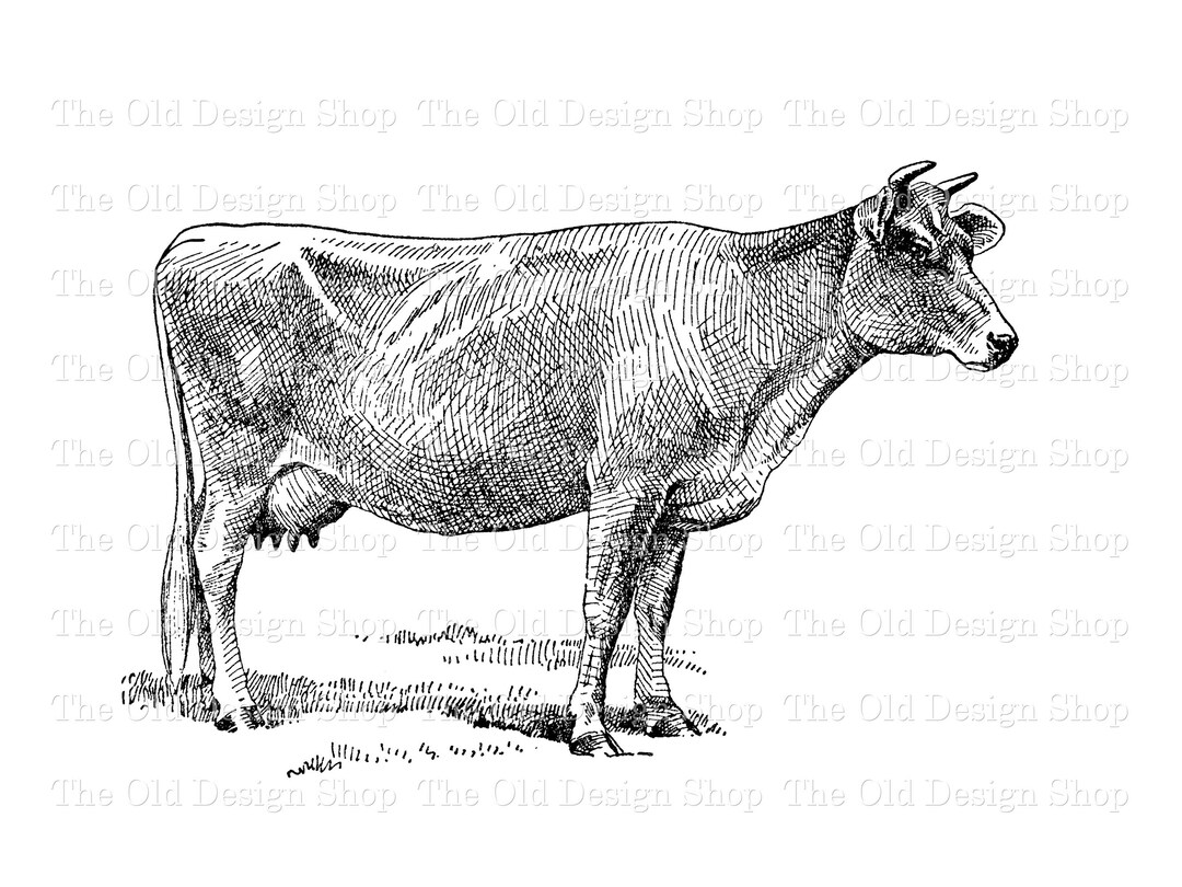Jersey Cow Clipart Ink Saver Printable for Junk Journal Cardmaking ...