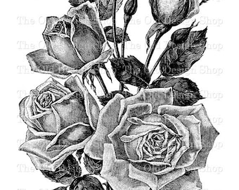 Vintage Rose Clipart, Floral Graphics, Digital Download PNG, JPG