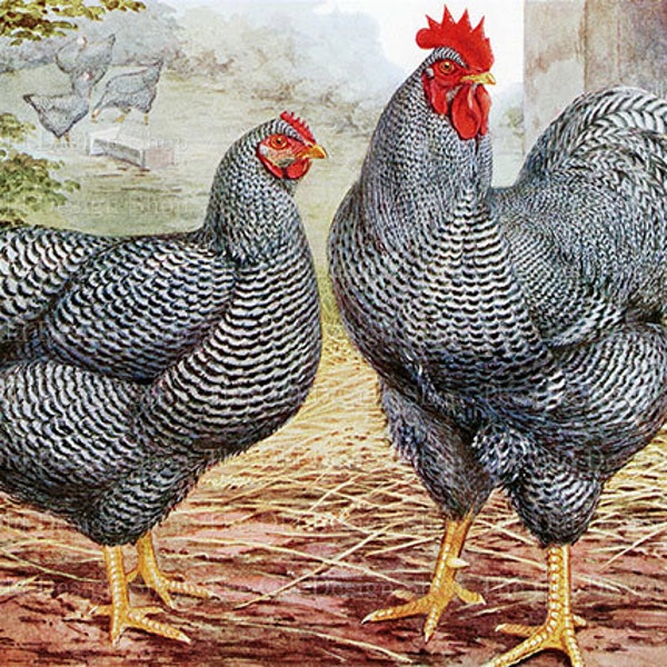 Vintage Rooster Hen Plymouth Rocks Chicken Printable Farm Animal Art Commercial Use Digital Download JPG Image