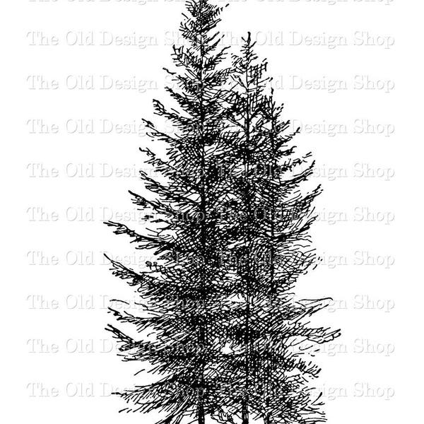 Balsam Fir Tree Clip Art Botanical Illustration Commercial Use Digital Stamp Transfer Image PNG JPG Formats