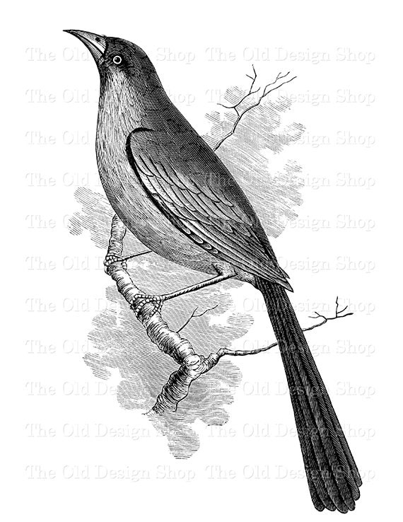 Bird Clip Art Vintage Mockingbird Illustration Digital Stamp Etsy