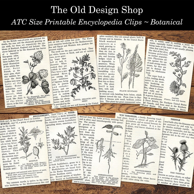 May include: A collection of vintage botanical illustrations featuring various plants, including the shamrock, black mustard, wintergreen, and thistle. Each illustration includes a detailed drawing of the plant and a brief description of its characteristics and uses.