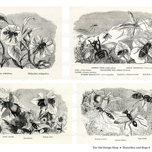 May include: A black and white illustration of various insects, including a wasp, a bee, a fly, and a crane fly. The illustration is from an old book and includes the scientific names of the insects.